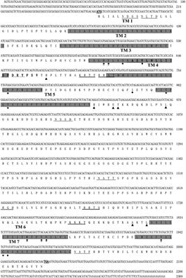 Characterization of an A-Type Muscarinic Acetylcholine Receptor and Its Possible Non-neuronal Role in the Oriental Armyworm, Mythimna separata Walker (Lepidoptera: Noctuidae)